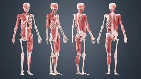 Featured image of Skeleton 3D Model – 5 Best Sources for Skeletal Systems
