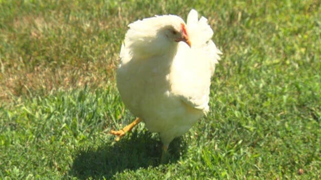 Featured image of $2,500 3D Printed Chicken Prosthetic for Cecily the Hen