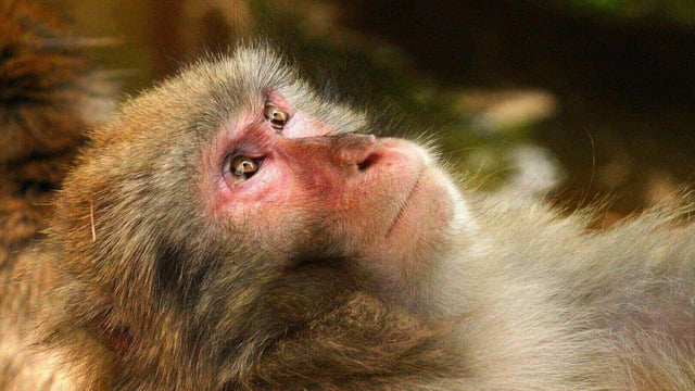 Featured image of Chinese Scientists Implant 3D Printed Blood Vessels into Monkeys