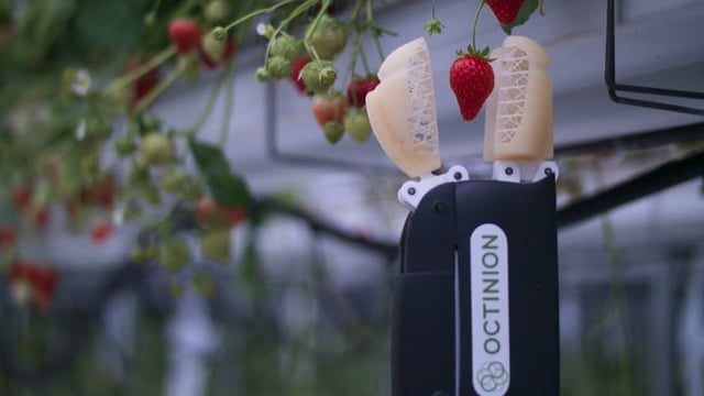 Featured image of This 3D Printed Robot Picks Strawberries Better than Humans