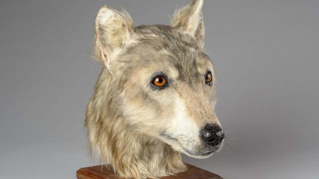 Featured image of 4,000-Year-Old Neolithic Dog Head Reconstructed with 3D Printing