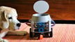 Imagem de destaque The 15 Best Arduino Robot Projects of 2023