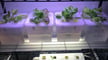 Featured image of 3D Printed Hydroponics: 5 Amazing Projects