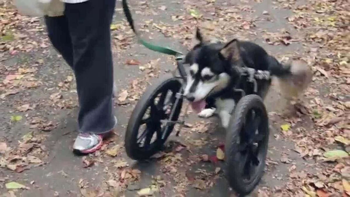Just like a wheelchair for a dog. (source: 3d systems)
