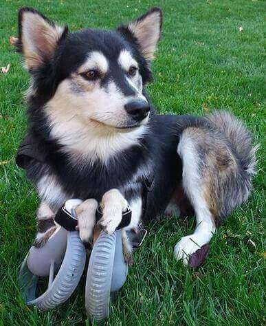 Derby the dog and its 3d printed legs (source: animal orthocare)
