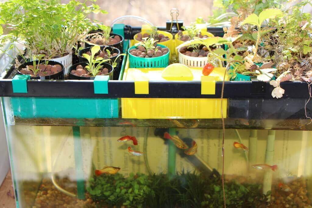 Setup an aquaponics garden using a standard 10 gallon aquarium