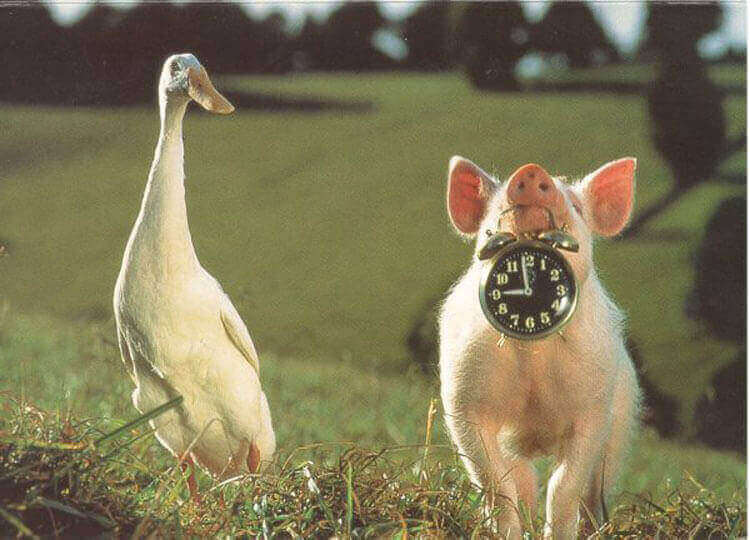 pork clock