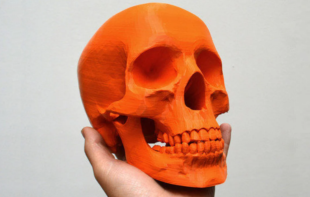 Standard Human 3D Skull.