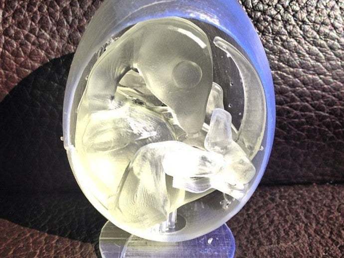 The egg model printed in translucent material.