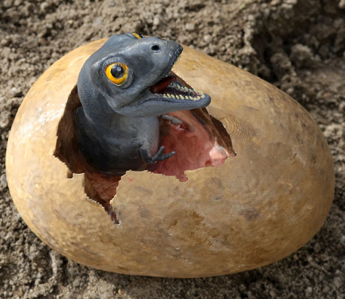 3D printed and painted T-Rex baby in egg.