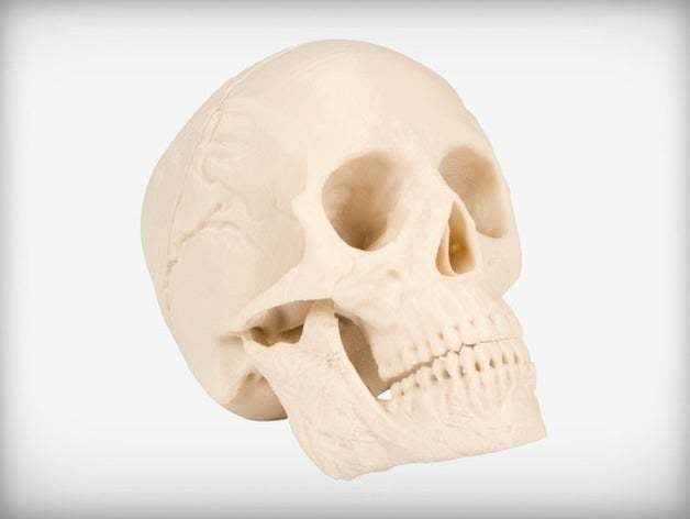 A classic printed skull