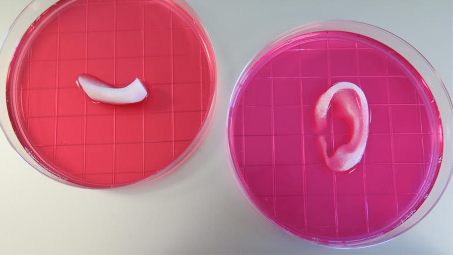 The WFIRM 3D printed living ear and muscle parts can be implanted on animals