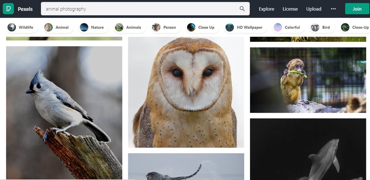 Find references to model all the beautiful animals, like this barn owl