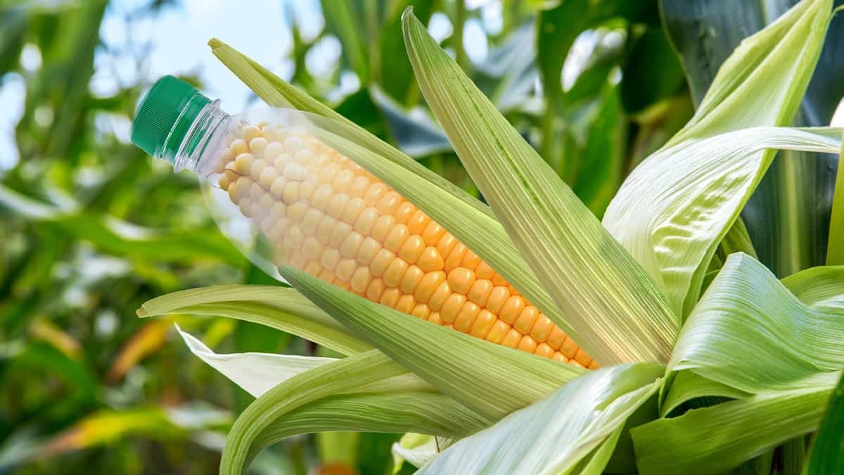 PLA plastic is sourced from plants such as corn