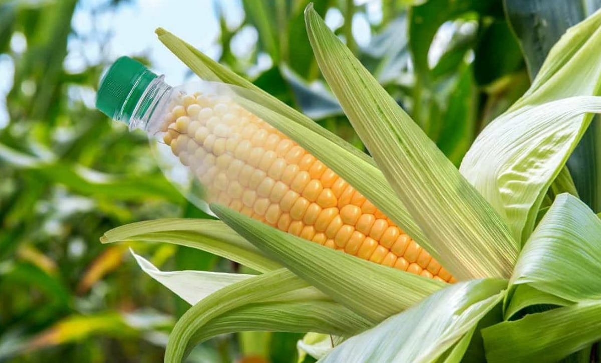 PLA is a bioplastic commonly sourced from corn plants