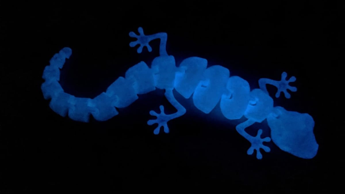 This gecko is glowing in brilliant blue