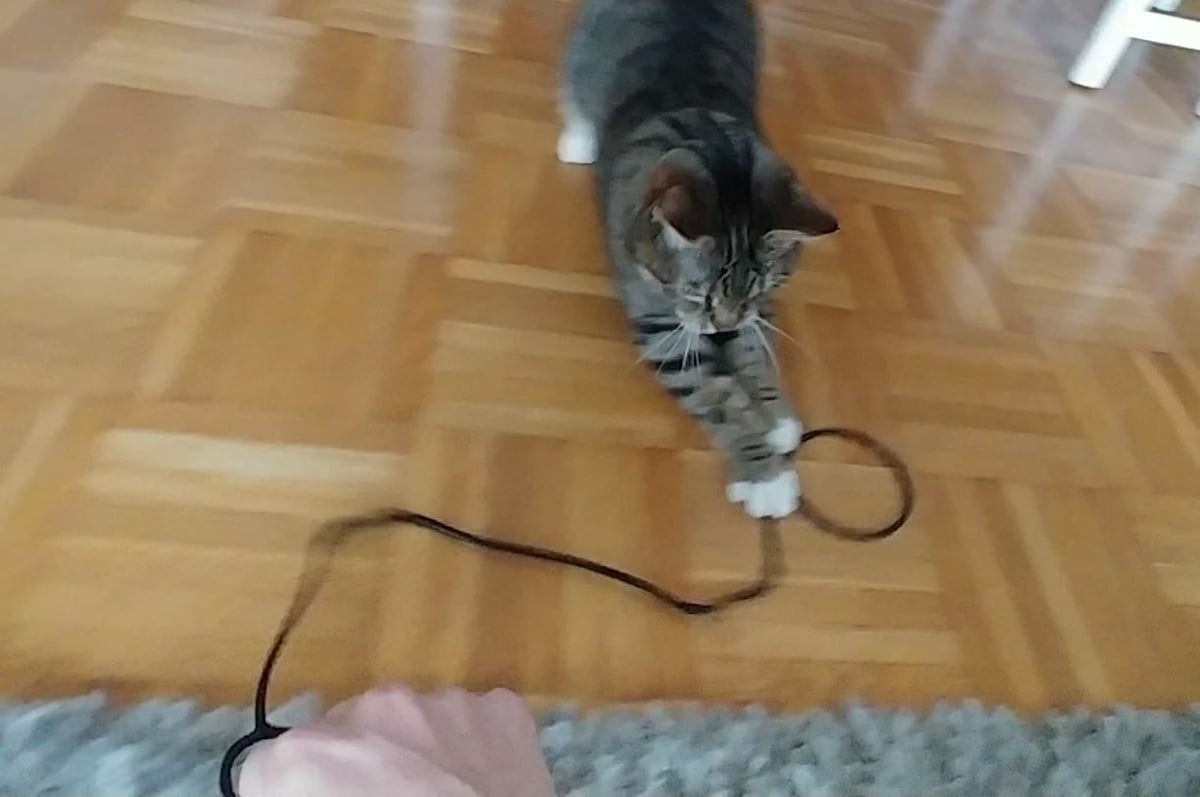 This cat toy consists of a long strand with a circle at each end