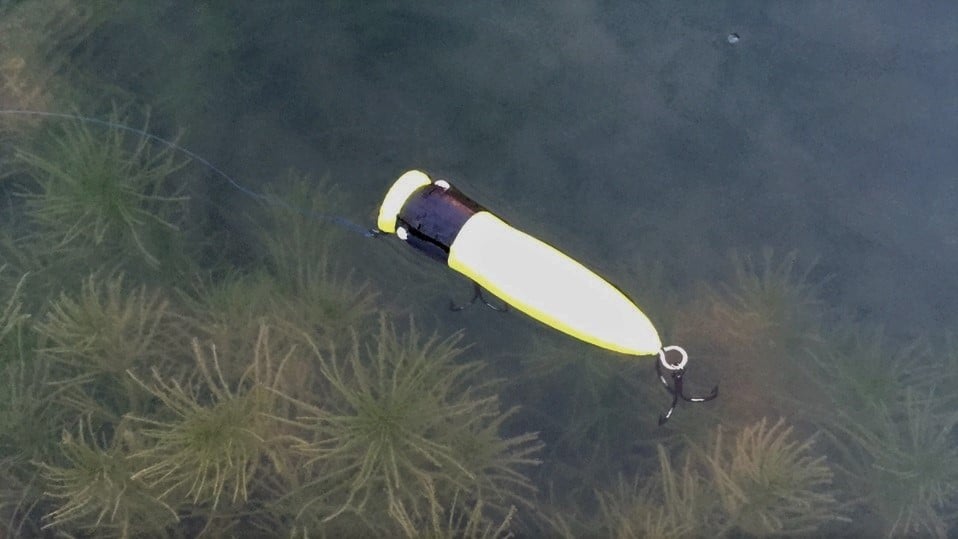 The Texas lure lying in wait