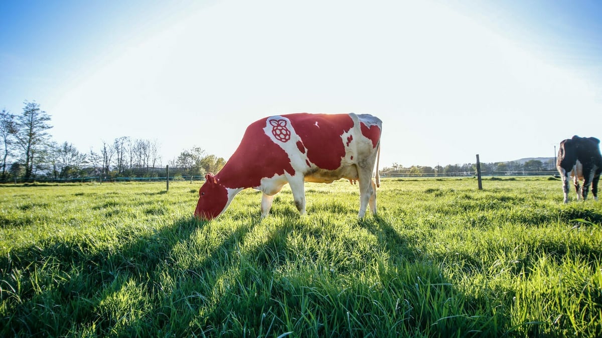 The Raspberry Pi Foundation hinted at the release of the Pico-W with an obscure reference to a Pi-coW. We'll help your choice be less obscure!
