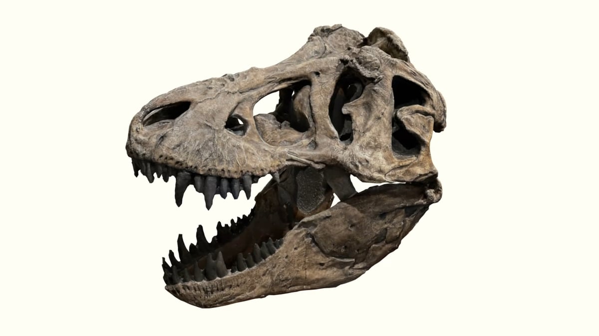 A scanned T-Rex skull using lidar sensor