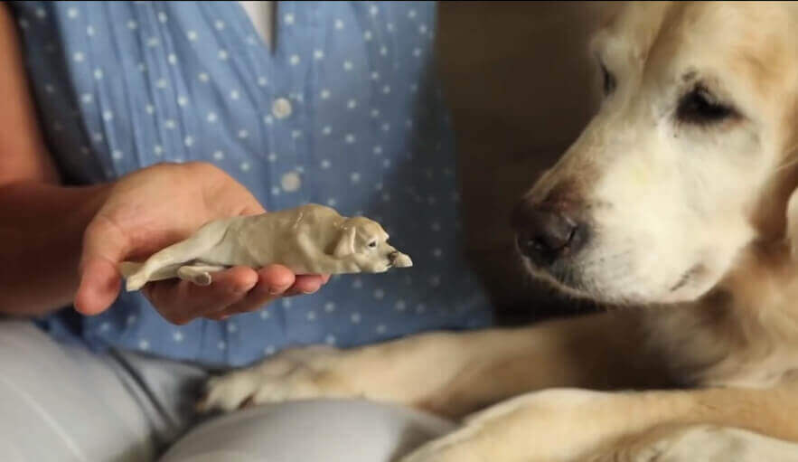 Featured image of 3D Print your Pet