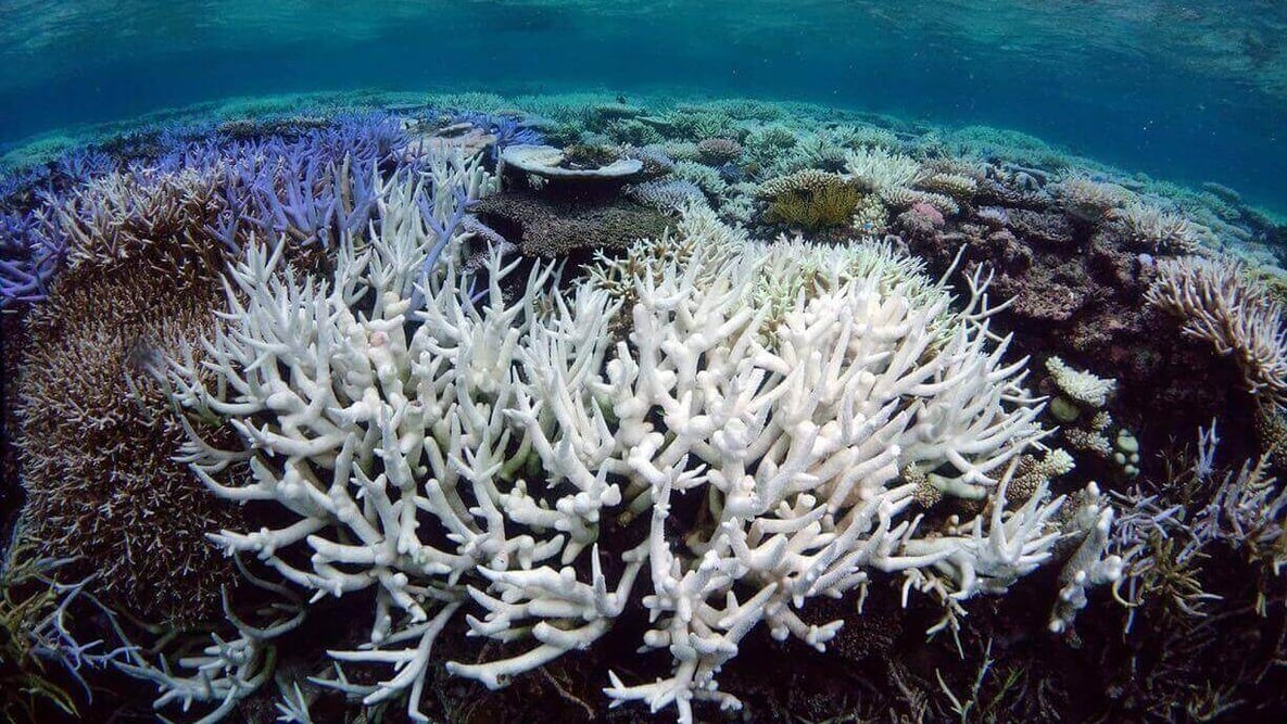 Featured image of Scientists Print Artificial Coral to Rescue Great Barrier Reef