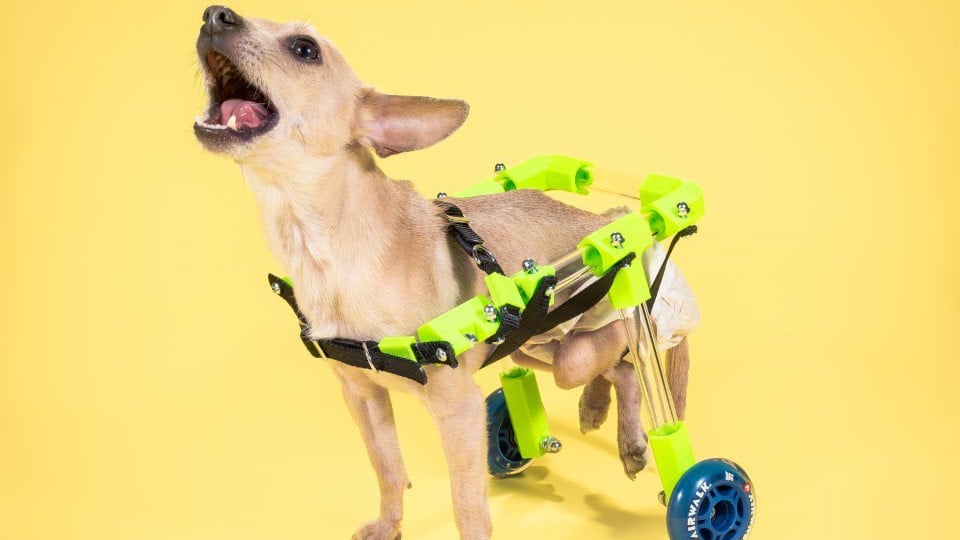 Featured image of Create Your Own Customizable Pet Wheelchair