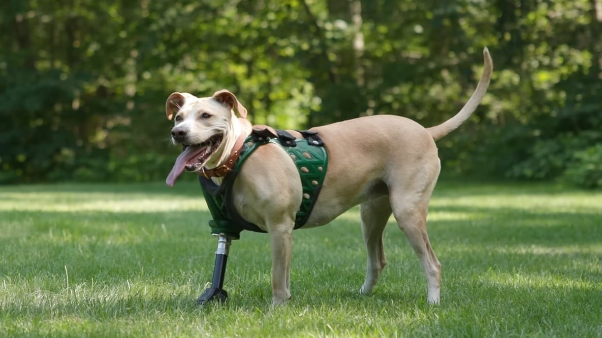 Featured image of DIY Prosthetics for Dogs: The Best in 2024