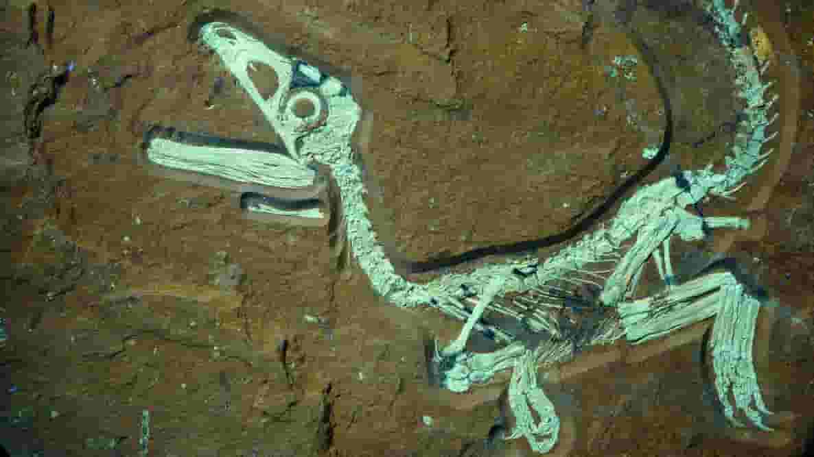 Featured image of Jurassic World Fossils Preserved With 3D Printing