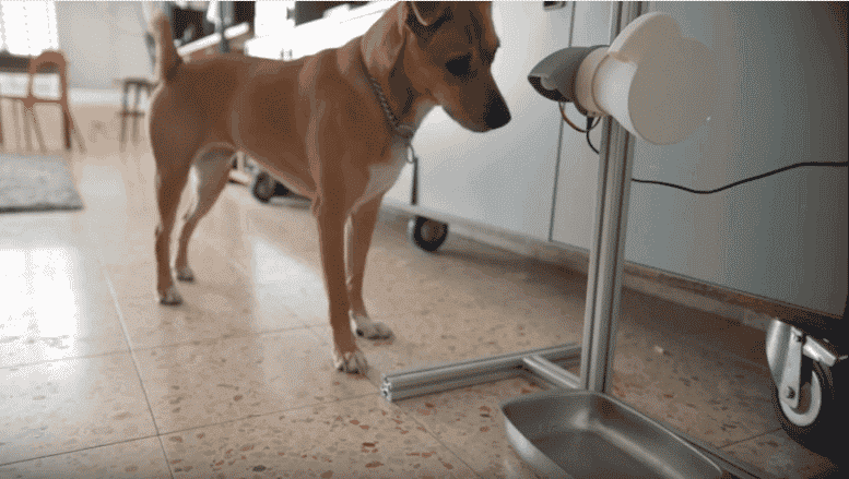 Featured image of Pavlov’s Dog: PlayDog is a 3D Printed Game for Canines