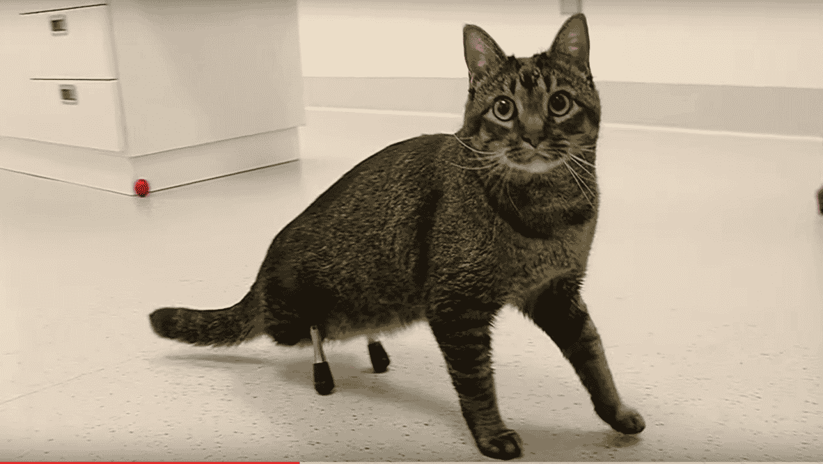 Featured image of Vincent the Cat Can Walk Thanks to 3D Printing