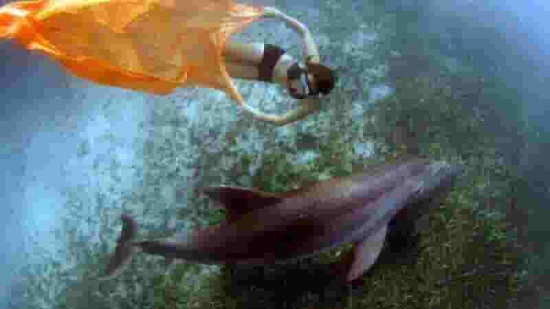 Featured image of Researchers 3D Print How Dolphins See Humans