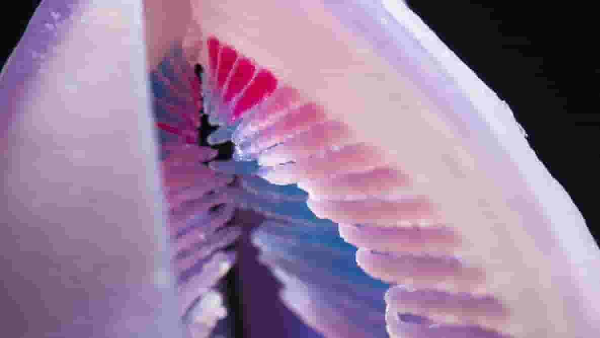 Featured image of Chromatose is a Synthetic 3D Printed Venus Flytrap