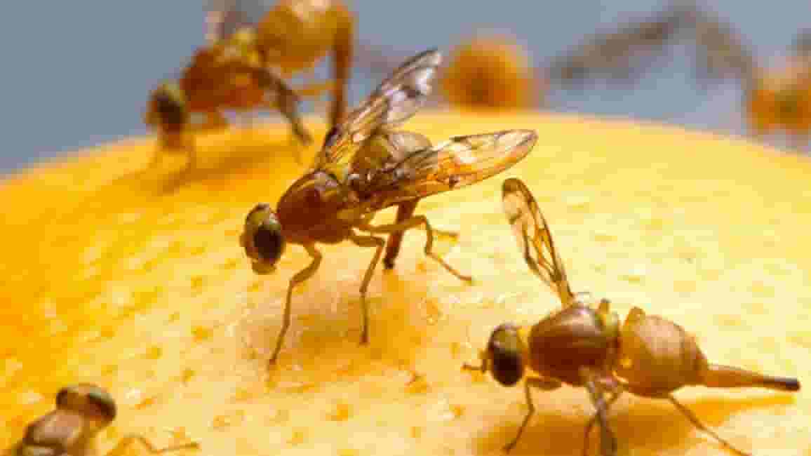 Featured image of Researchers Invent 3D Printed Robot Lab to Study Fruit Flies