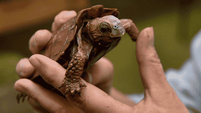 Featured image of Patches the Turtle Dons 3D Printed Prosthetic Mask After Facial Injury