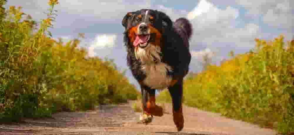 Featured image of Bernese Mountain Dog Receives Life-saving 3D Printed Titanium Implant