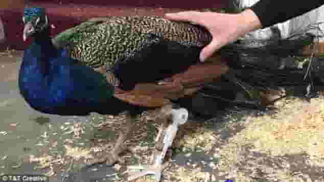 Featured image of Peacock Gets 3D Printed Prosthetic Leg from Random Reddit User