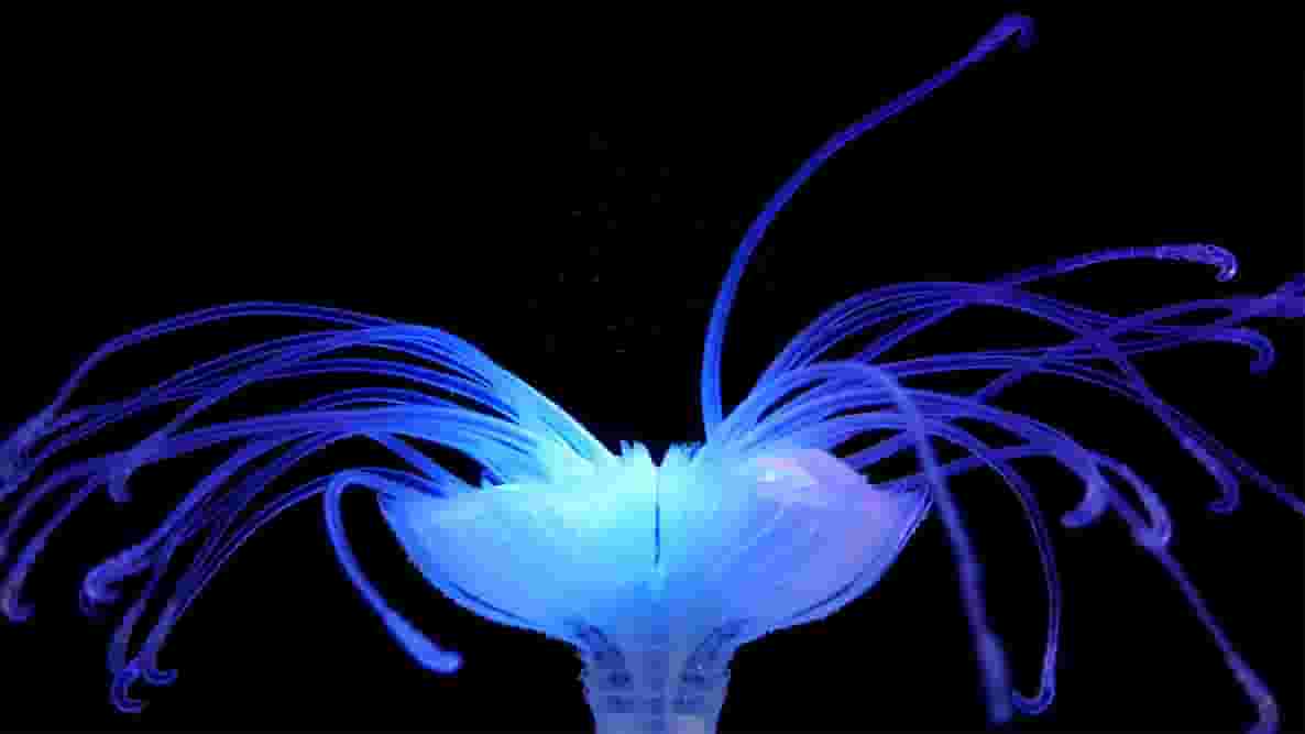Featured image of Designer Uses 4D Printing to Bring Life and Motion to “Tangible Animations”