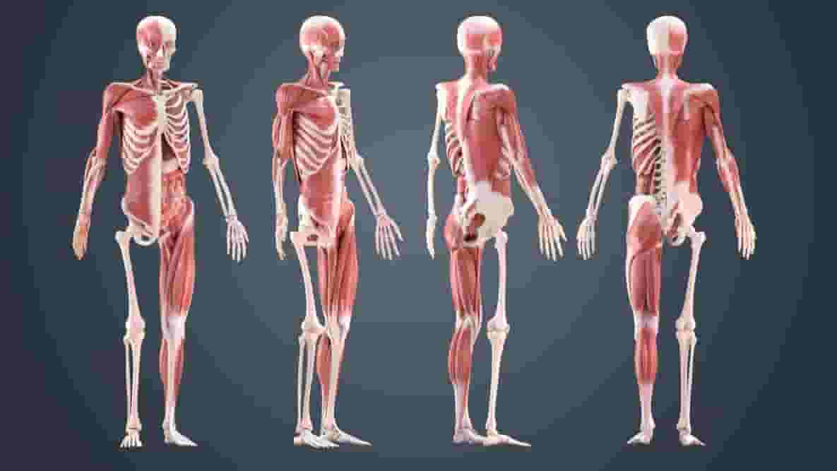 Featured image of Skeleton 3D Model – 5 Best Sources for Skeletal Systems