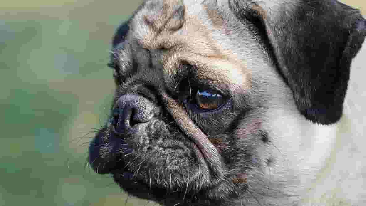 Featured image of 3D Printed Models Teach Children the Dangers of Short-Nosed Dog Breeds