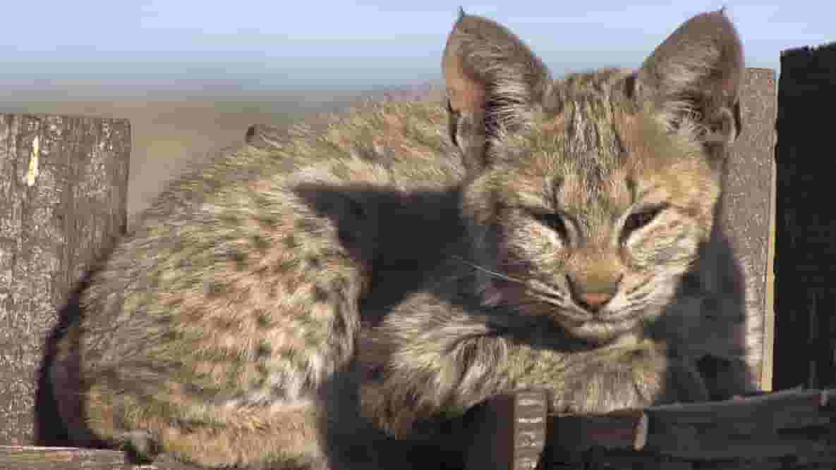 Featured image of Bobcat Kittens Receive 3D Printed Tracker Collars to Improve Tracking of Population
