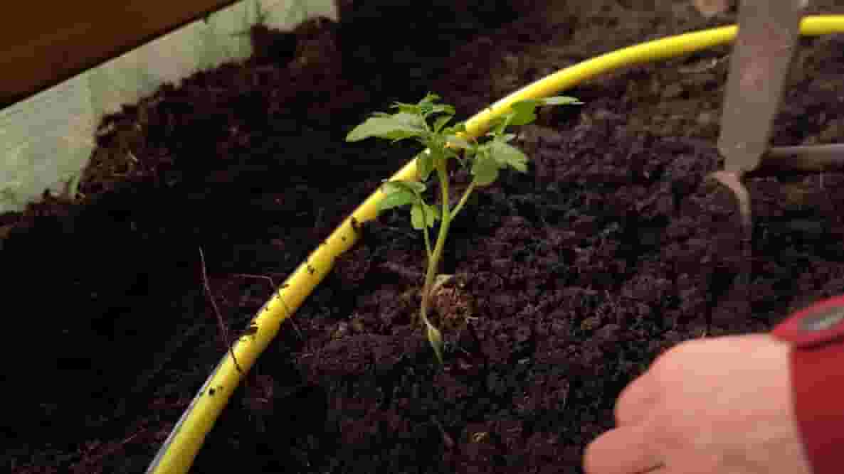 Featured image of 10 Arduino Watering Systems to Keep Your Plants Alive