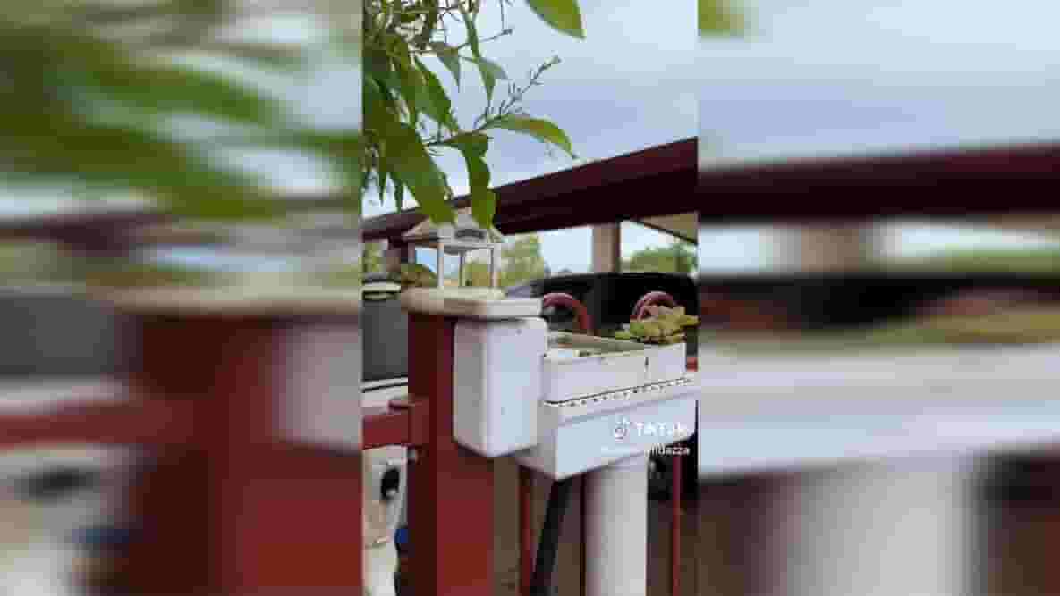 Featured image of This Australian Frog Is a TikTok Superstar – And Lives in a 3D Printed House