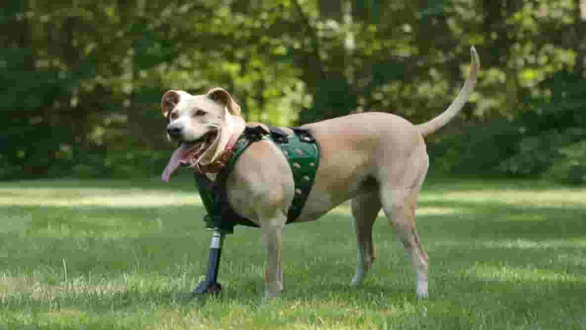 Featured image of DIY Prosthetics for Dogs