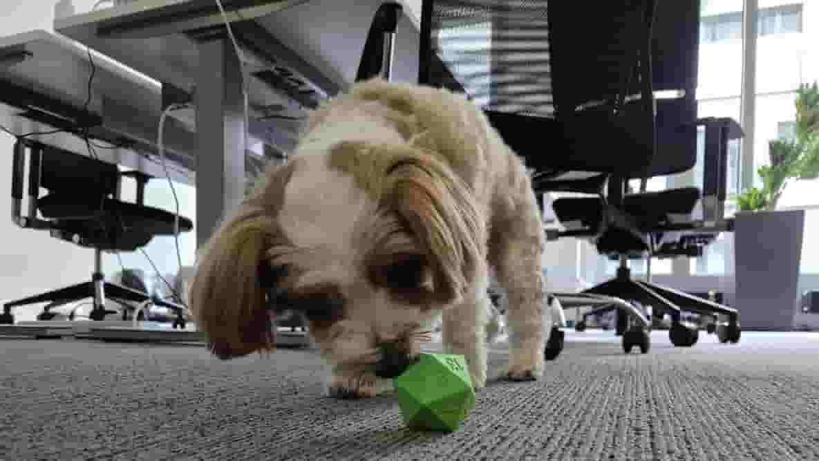 Featured image of Let Your Pet Roll a D20 Die to Earn a Snack