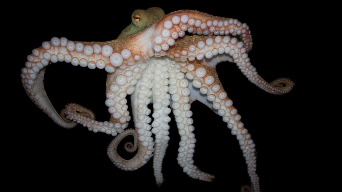 Featured image of U.S. Army Develops 3D Printed Soft Robotics Inspired by Invertebrates