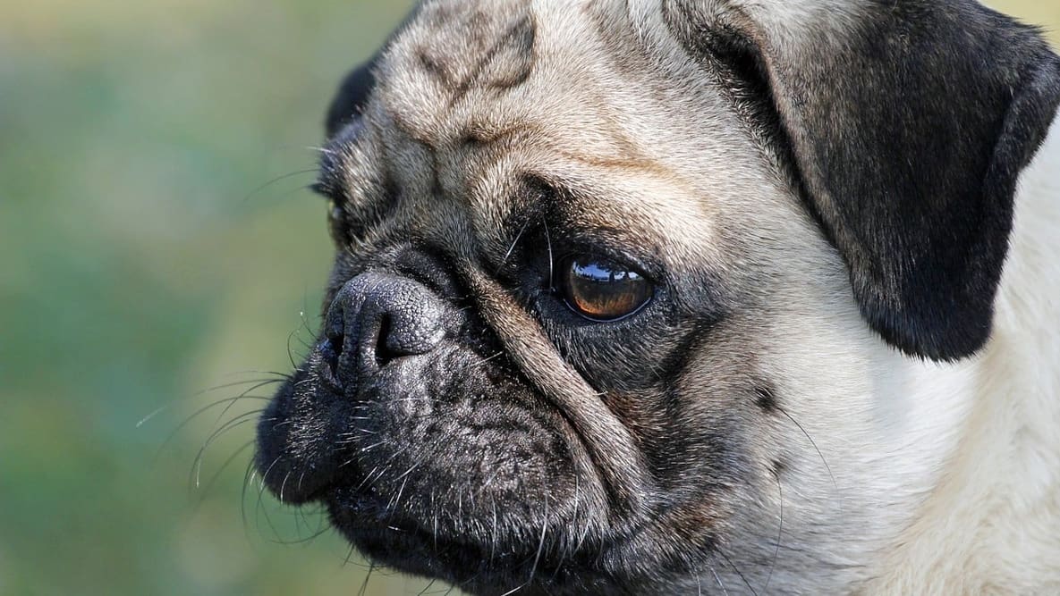 Featured image of 3D Printed Models Teach Children the Dangers of Short-Nosed Dog Breeds