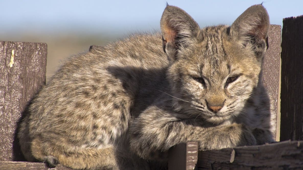 Featured image of Bobcat Kittens Receive 3D Printed Tracker Collars to Improve Tracking of Population