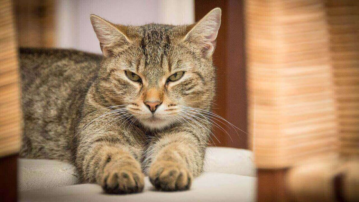Featured image of 3D Printed Cat Tongue Gives Insight into Soft Robotics