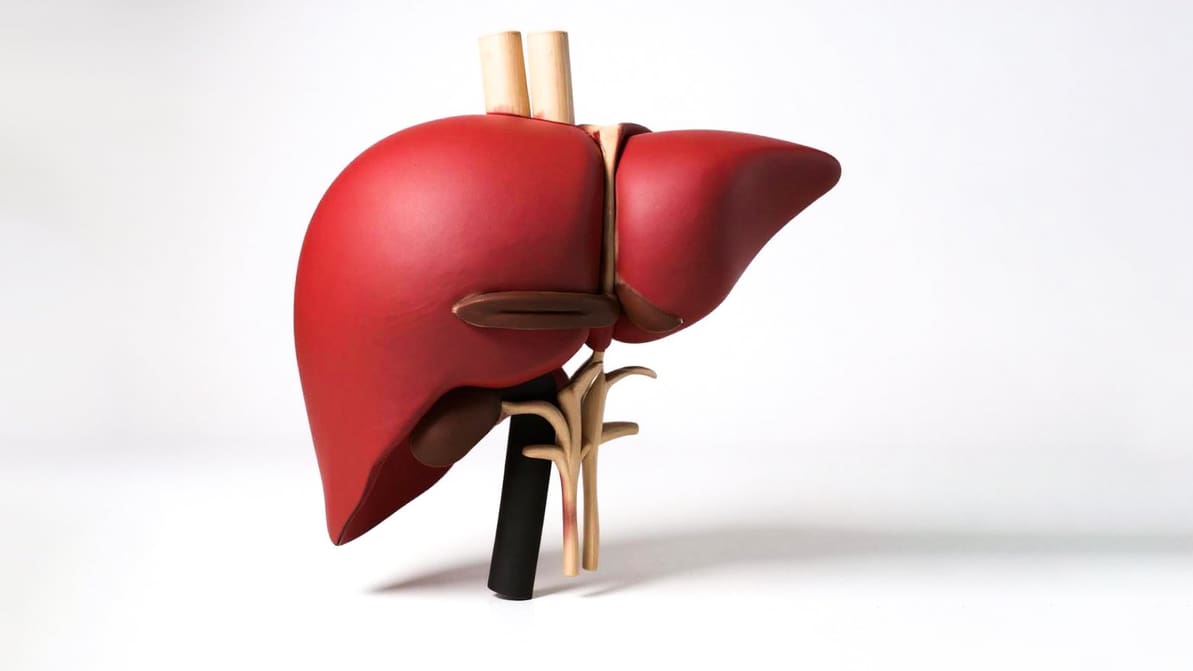 Featured image of Made-to-Order Organs: New $200M Program Aims to 3D Print Patient-Specific Livers